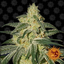 Afghan Hash Plant Regular (Barney's Farm)