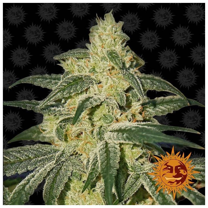 Afghan Hash Plant Regular (Barney's Farm)