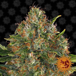 G13 Haze Regular (Barney´s Farm)