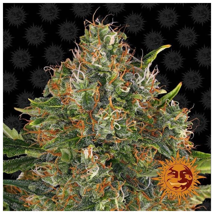 G13 Haze Regular (Barney´s Farm)