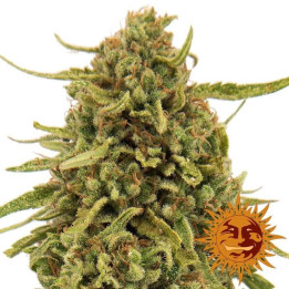 Widow Remedy Regular (Barney´s Farm)