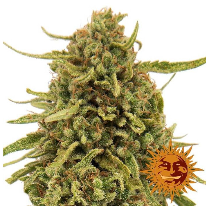 Widow Remedy Regular (Barney´s Farm)