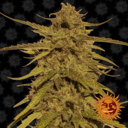 Pineapple Haze Regular (Barney´s Farm)