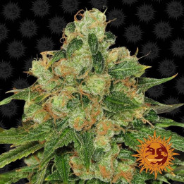 CBD Caramel Regular (Barney´s Farm)
