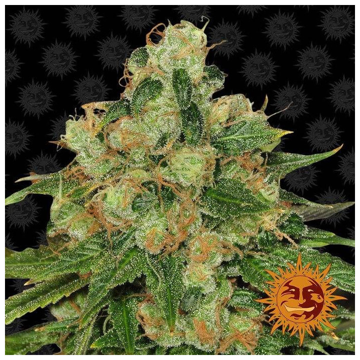 CBD Caramel Regular (Barney´s Farm)