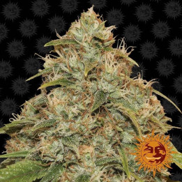 CBD Lemon Potion Auto (Barney´s Farm)