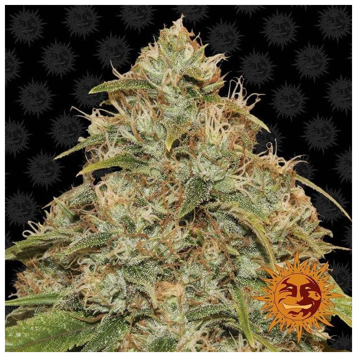 CBD Lemon Potion Auto (Barney´s Farm)