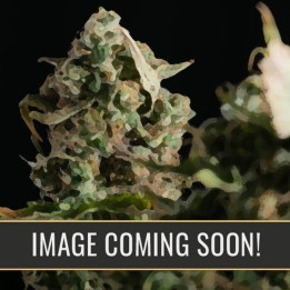 Girl Scout Cookies Auto (Blimburn Seeds)