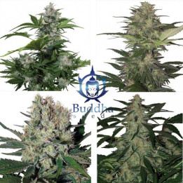 Assorted Auto (Buddha Seeds)