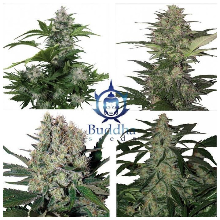 Assorted Auto (Buddha Seeds)