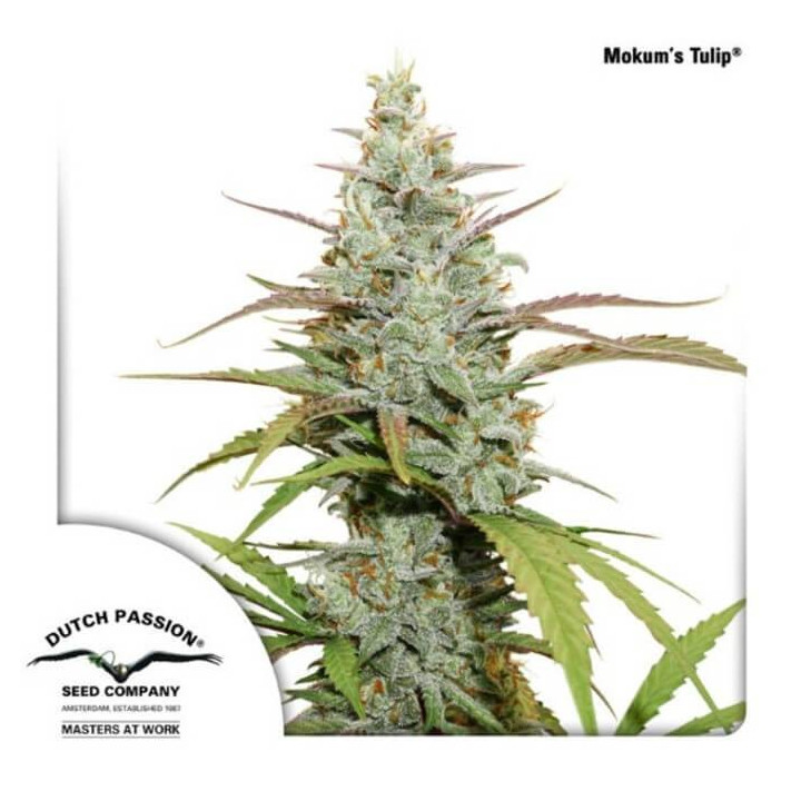 Mokum's Tulip (Dutch Passion)