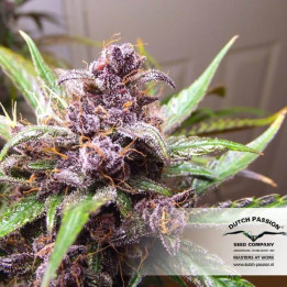 Auto Blackberry Kush (Dutch Passion)