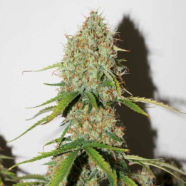 Auto Brooklyn Sunrise (Dutch Passion)