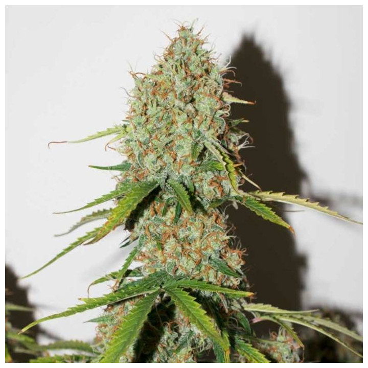 Auto Brooklyn Sunrise (Dutch Passion)