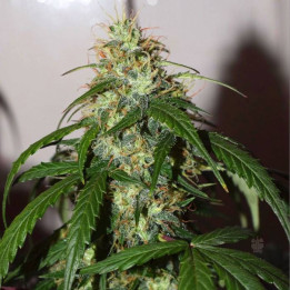 Auto Daiquiri Lima (Dutch Passion)