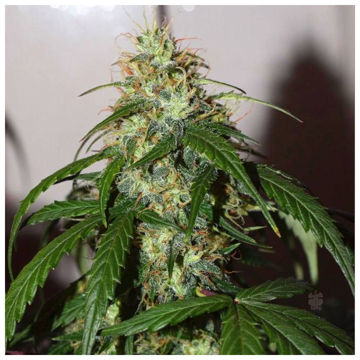 Auto Daiquiri Lima (Dutch Passion)