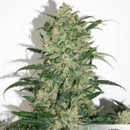 Auto Night Queen (Dutch Passion)