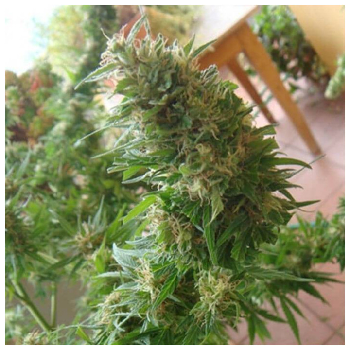 Angel Heart Regular (Mr Nice)