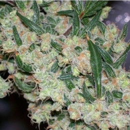 Afghan Skunk x Afghan Haze Regular (Mr Nice)