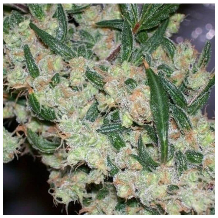 Afghan Skunk x Afghan Haze Regular (Mr Nice)