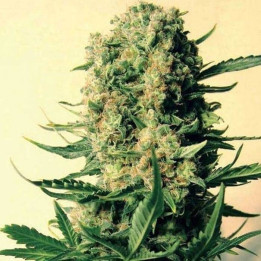 Critical Skunk Regular (Mr Nice)