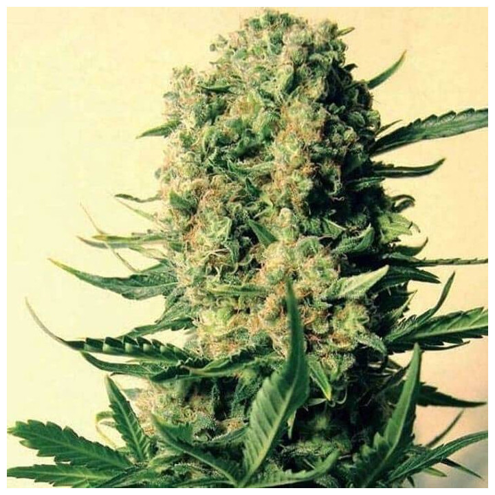 Critical Skunk Regular (Mr Nice)