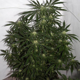 Early Queen x Afghan Haze Regular (Mr Nice)