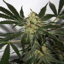 Early Skunk Haze Regular (Mr Nice)