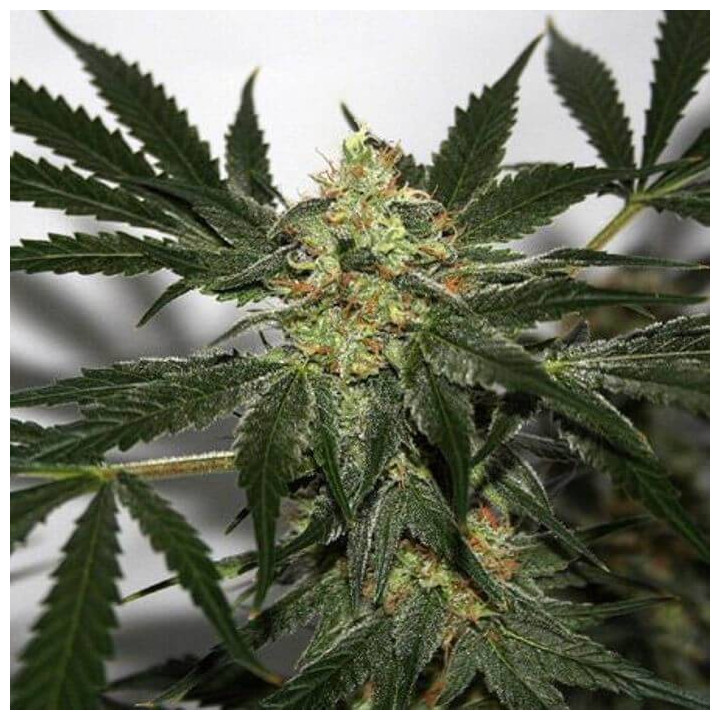 Early Skunk Haze Regular (Mr Nice)