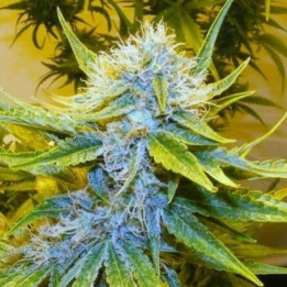 G13 x Haze Regular (Mr Nice)