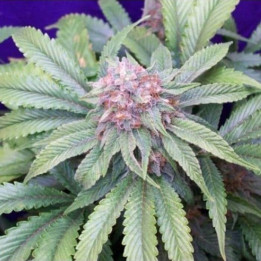 G13 x Widow Regular (Mr Nice)
