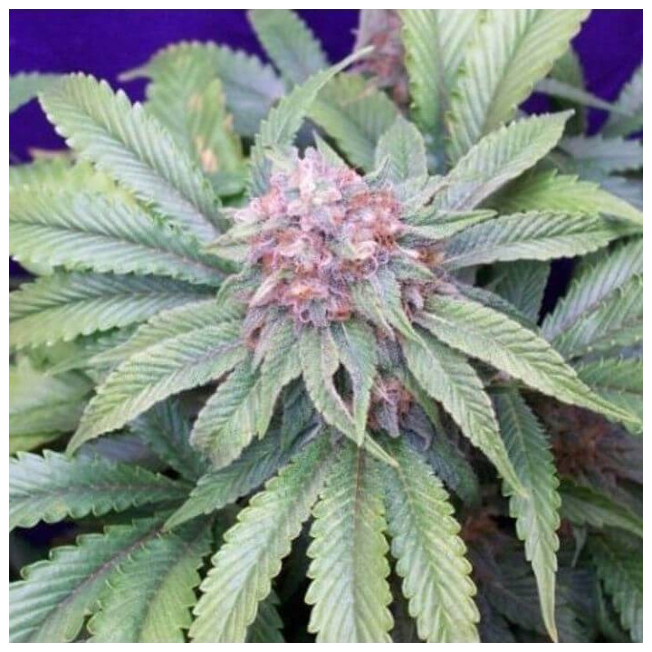 G13 x Widow Regular (Mr Nice)