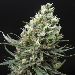 Ripper Haze (Ripper Seeds)