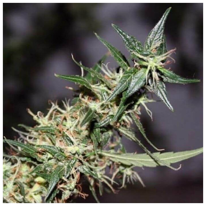 Mango Haze Regular (Mr Nice)