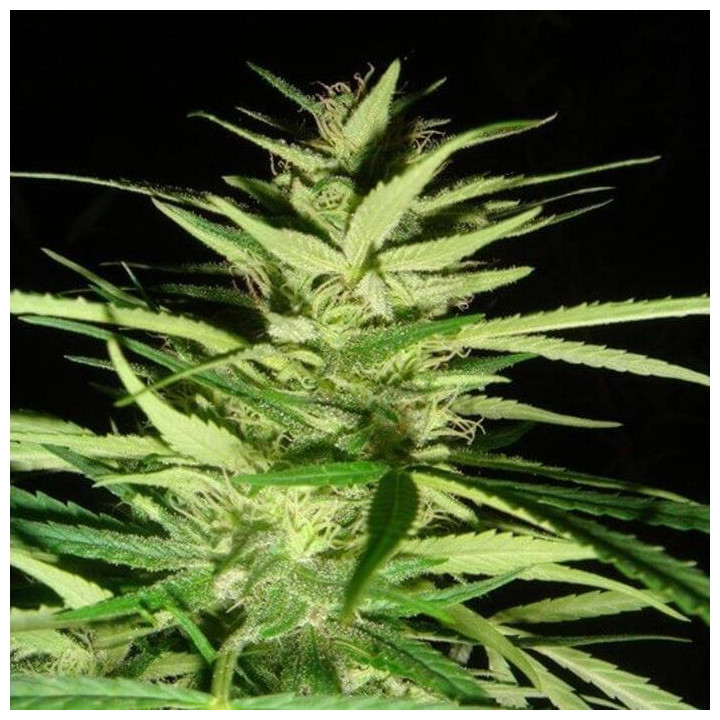 Master Kush x Afghan Haze Regular (Mr Nice)
