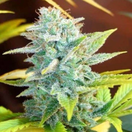 Master Kush x Skunk Regular (Mr Nice)