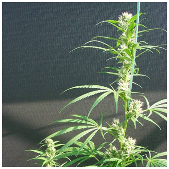 Neville's Haze x Mango Regular (Mr Nice)