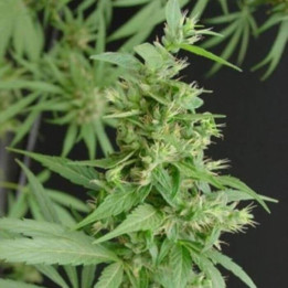 Neville's Haze Regular (Mr Nice)