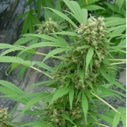 Early Skunk Regular (Mr Nice)