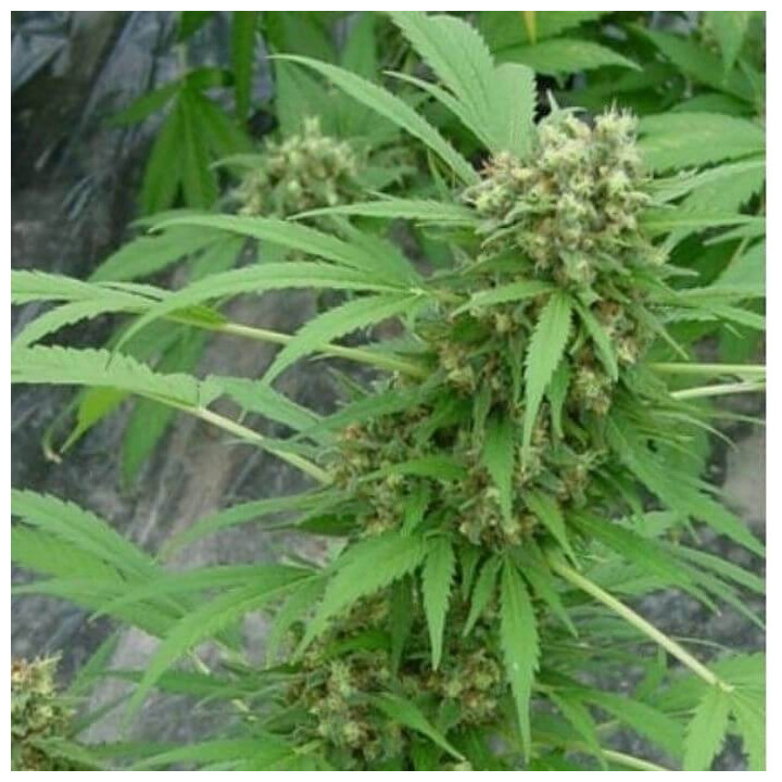 Early Skunk Regular (Mr Nice)