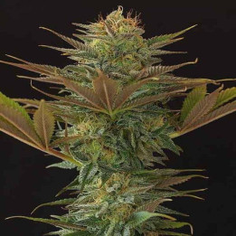 NL5 x Afghan Regular (Mr Nice)