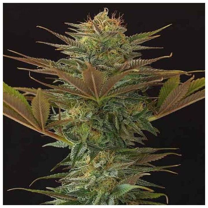 NL5 x Afghan Regular (Mr Nice)