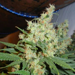 NL5 x Haze Regular (Mr Nice)