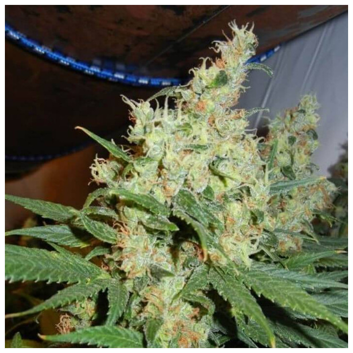 NL5 x Haze Regular (Mr Nice)