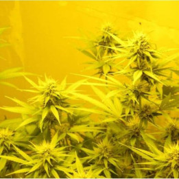 NL5 x Skunk Regular (Mr Nice)