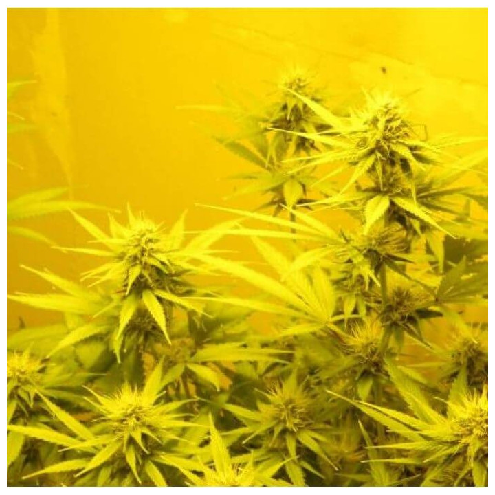 NL5 x Skunk Regular (Mr Nice)