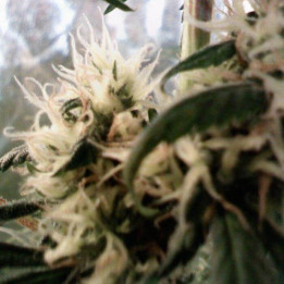 Skunk Haze Regular (Mr Nice)