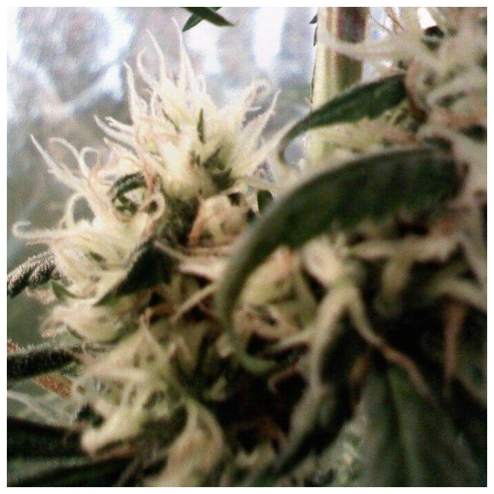 Skunk Haze Regular (Mr Nice)