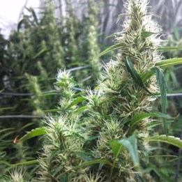 Super Silver Haze Regular (Mr Nice)