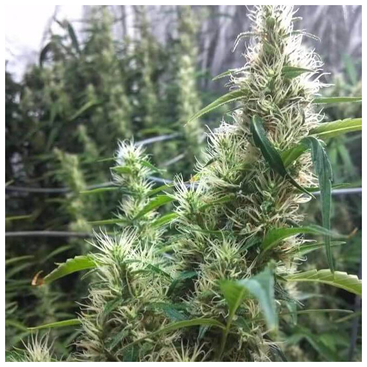 Super Silver Haze Regular (Mr Nice)